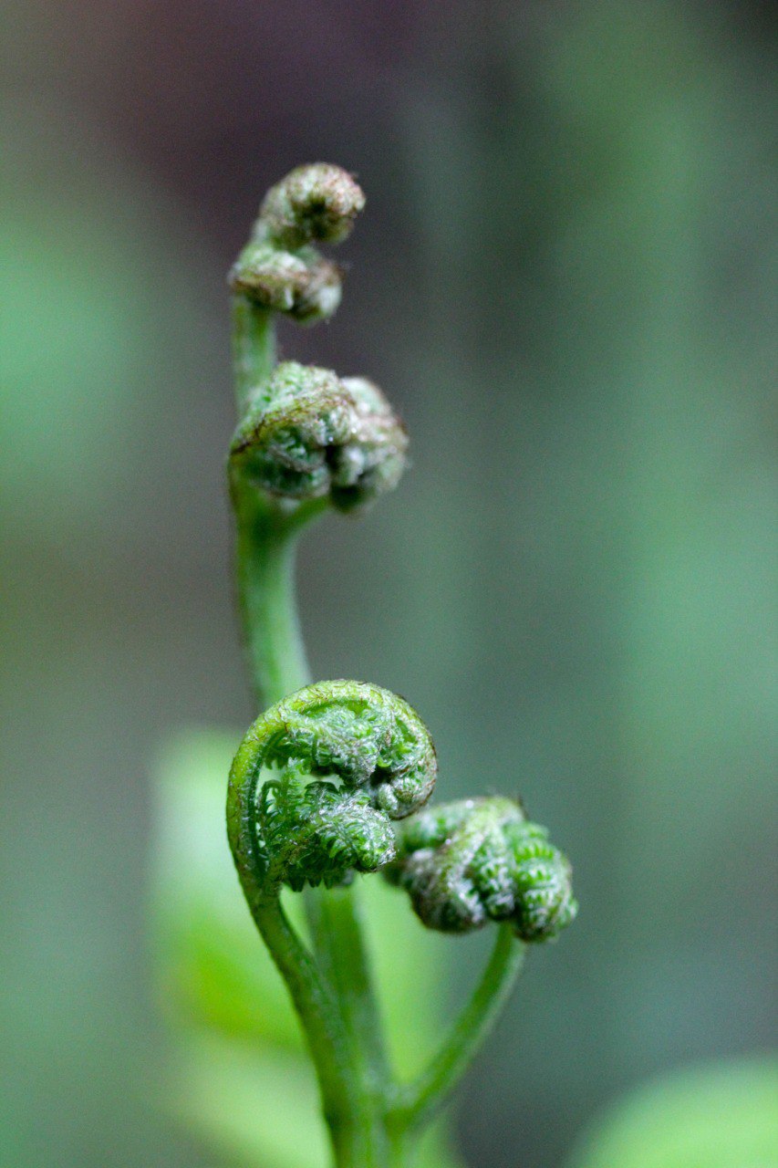 Фотосъёмка в лесу meeting main image