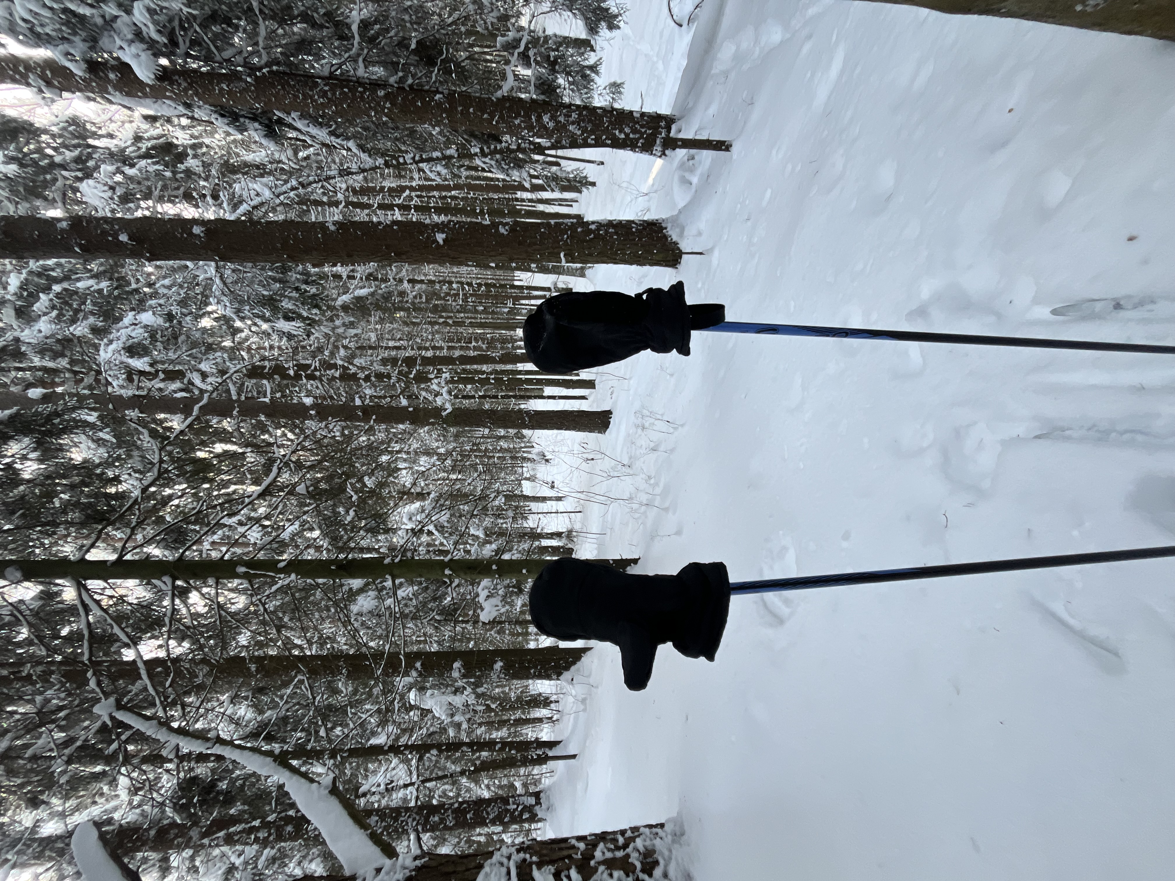 Поездка на лыжах по лесу  meeting main image