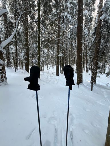 Поездка на лыжах по лесу  meeting main image