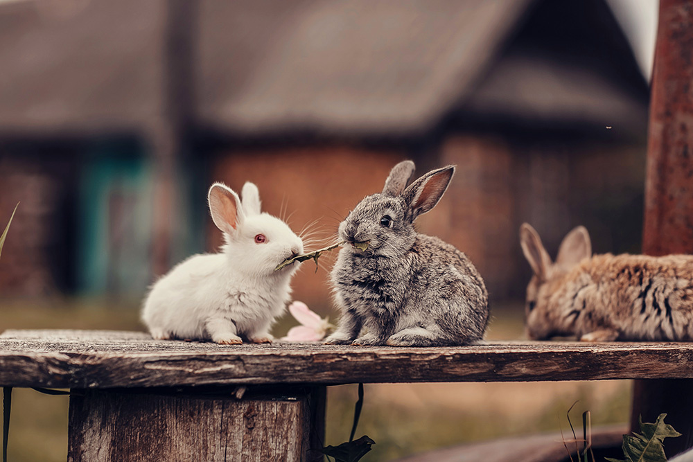 Кролики, общение с сородичами 🐇🐇🐇 meeting main image