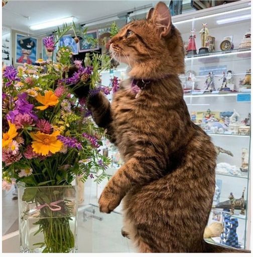 Выставка Котовасия  meeting main image