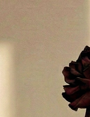 Burgundy Dreams - Image 5