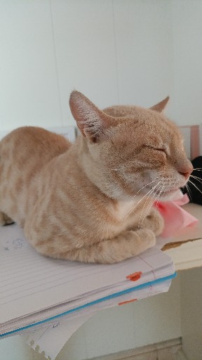 הפרופיל של שרף ליווי תהליכים