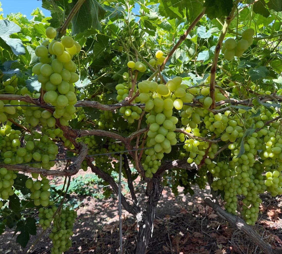 תמונת באנר ראשית של העסק
