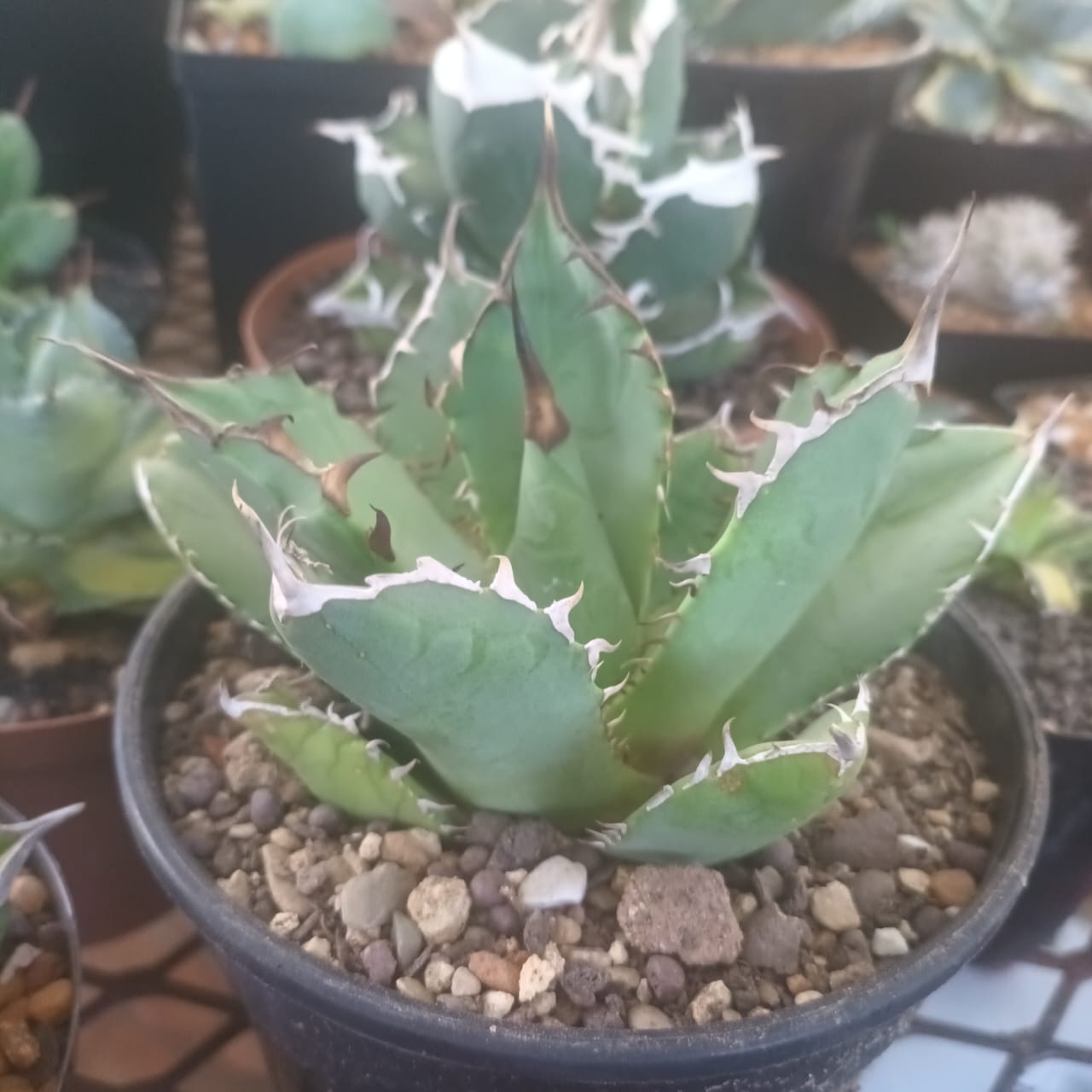 Agave