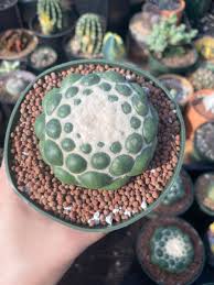 Coriphantha Elephantendens