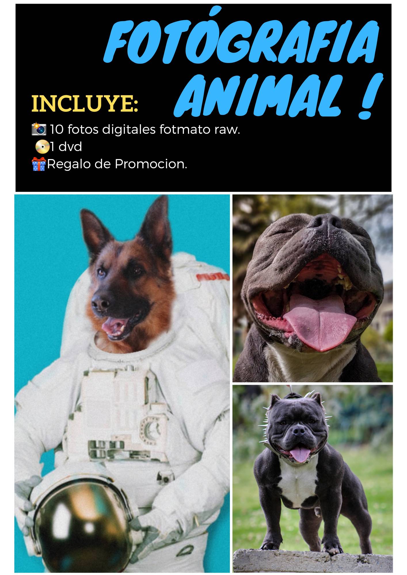 fotografía animal 