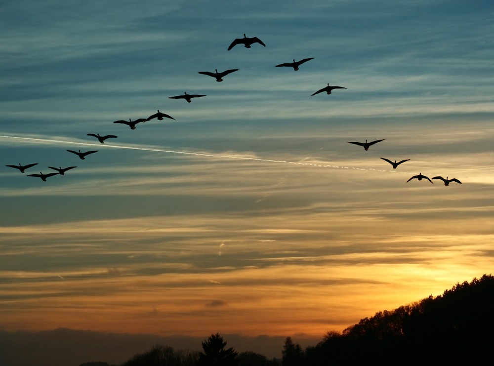 Migrations, I've known a few