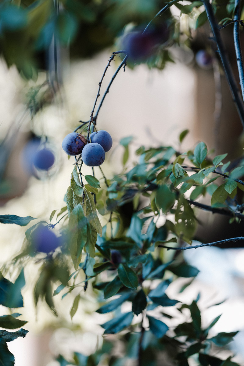 Blaue Früchte hängen an einem Zweig mit grünen Blättern im Garten