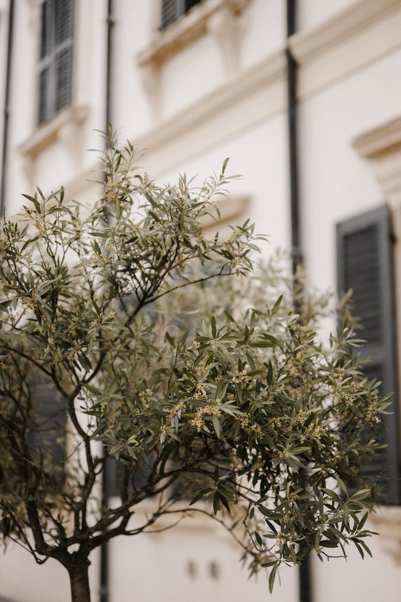 Malerischer alter Olivenbaum im Innenhof einer romantischen italienischen Hochzeitsvilla