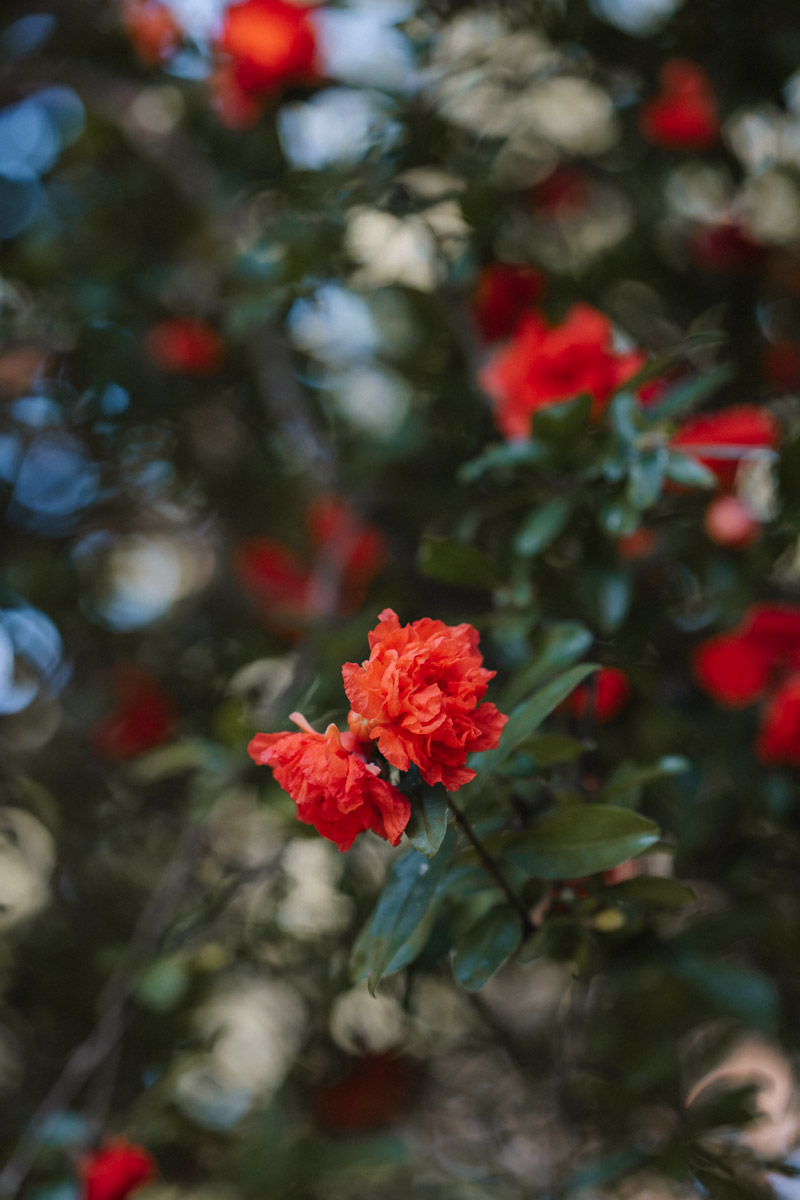 Rote gefüllte Blüte mit grünen Blättern an einem Baum