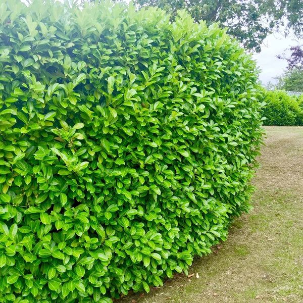 30 Cherry Laurel Evergreen Hedging Plants Fast Growing Shrub 45-60cm Potted - 99.00 GBP - Bradley Lane, Ashton upon Mersey, England, M32 8RH - Marketplace