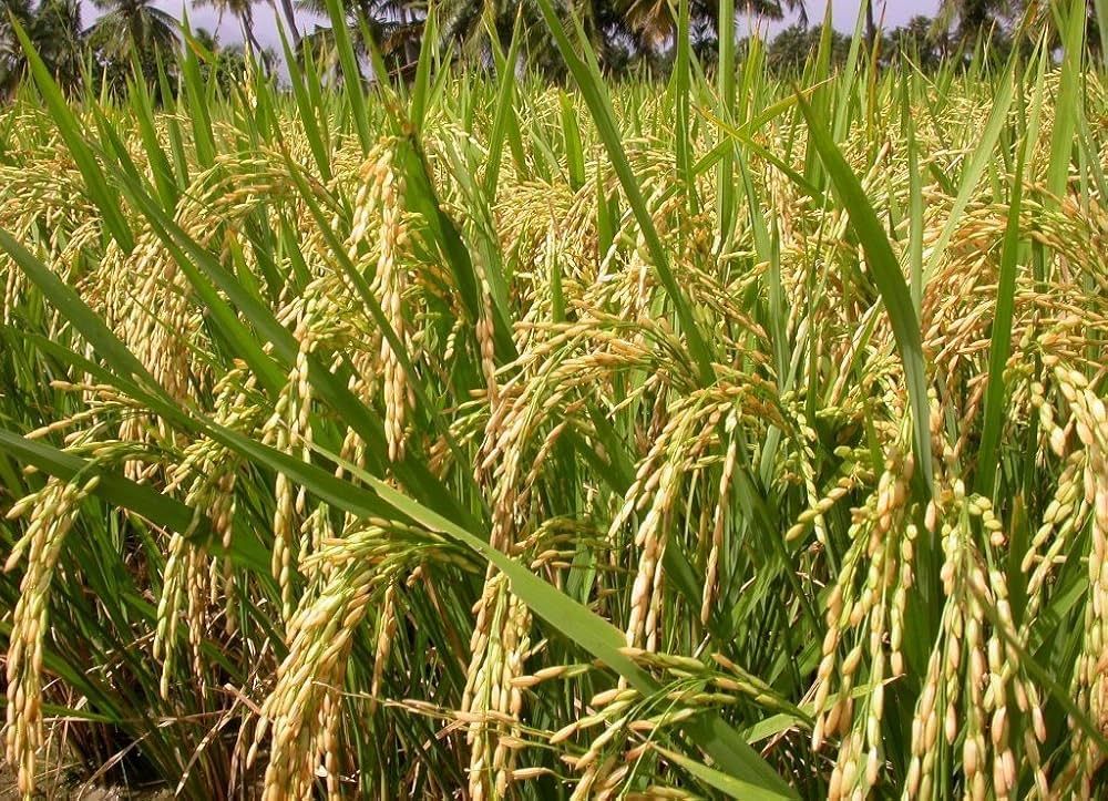 Pusa Basmati 1121 Paddy Seeds - 300.00 INR - Unani Hospital, بانڈی پورہ - سوپور روڈ, Qazipora, Jammu and Kashmir, 193502 - Marketplace
