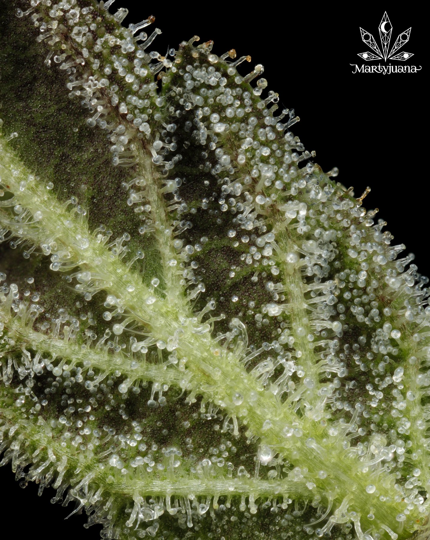 Magnified trichomes lining a cannabis leaf against a black background