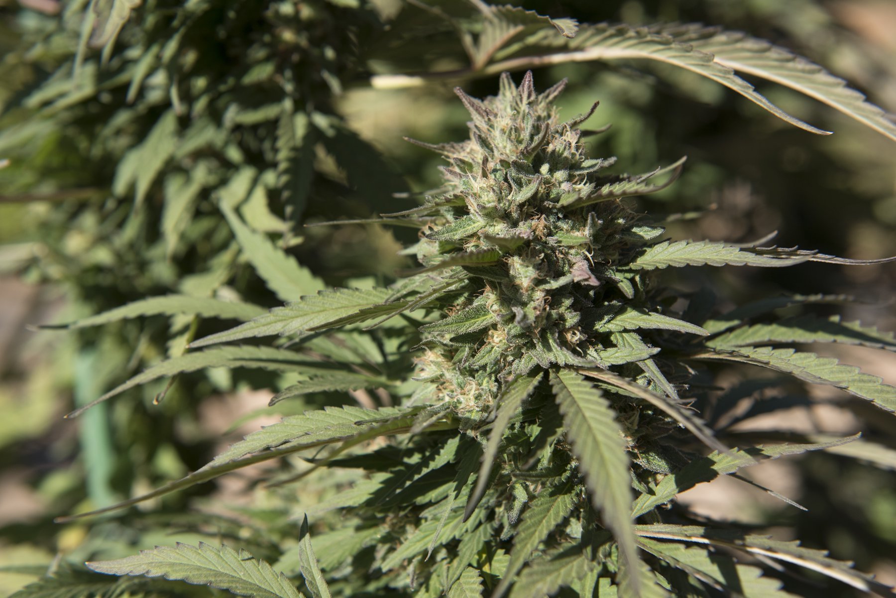 A sunlit cannabis flower growing among long green leaves