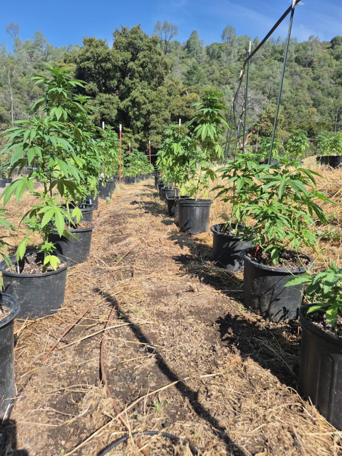 A path between outdoor cannabis plants in raised beds