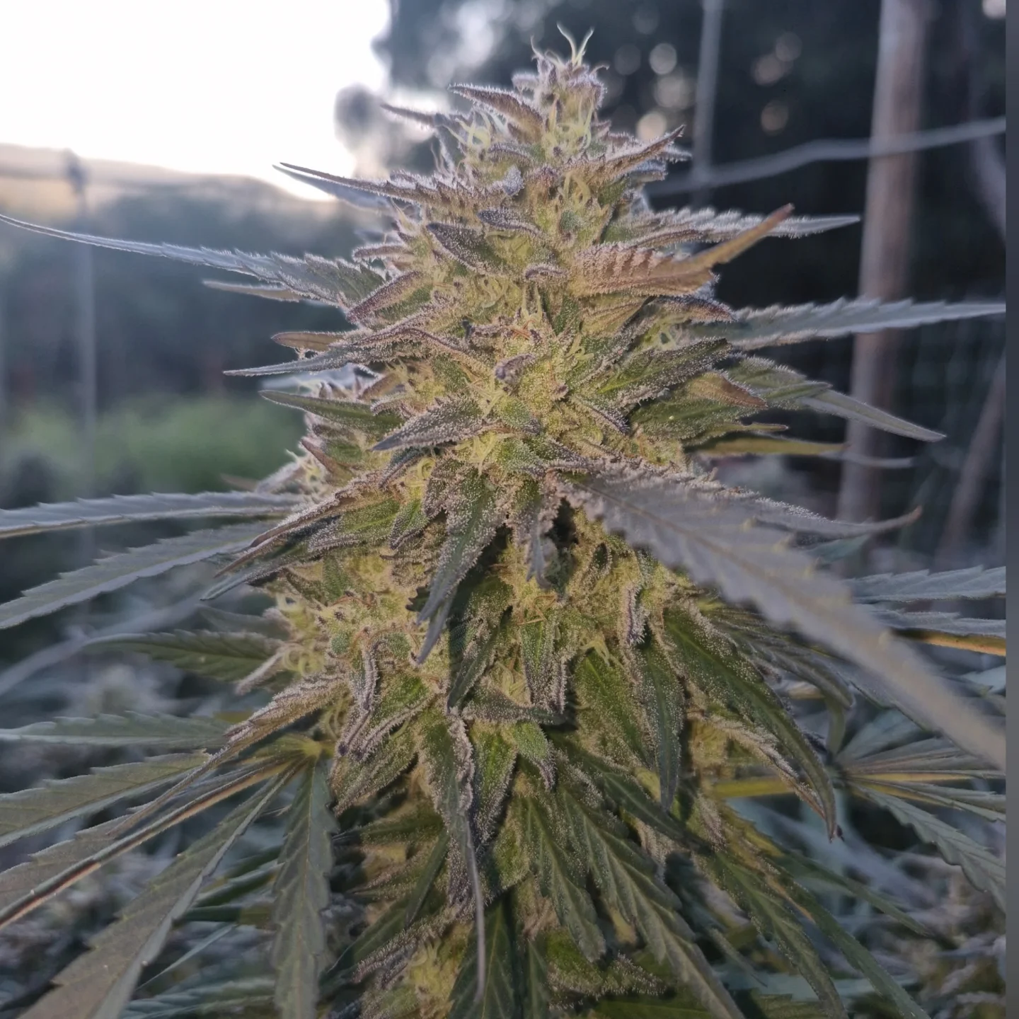 Blue Swami flower growing outdoors in sunlight
