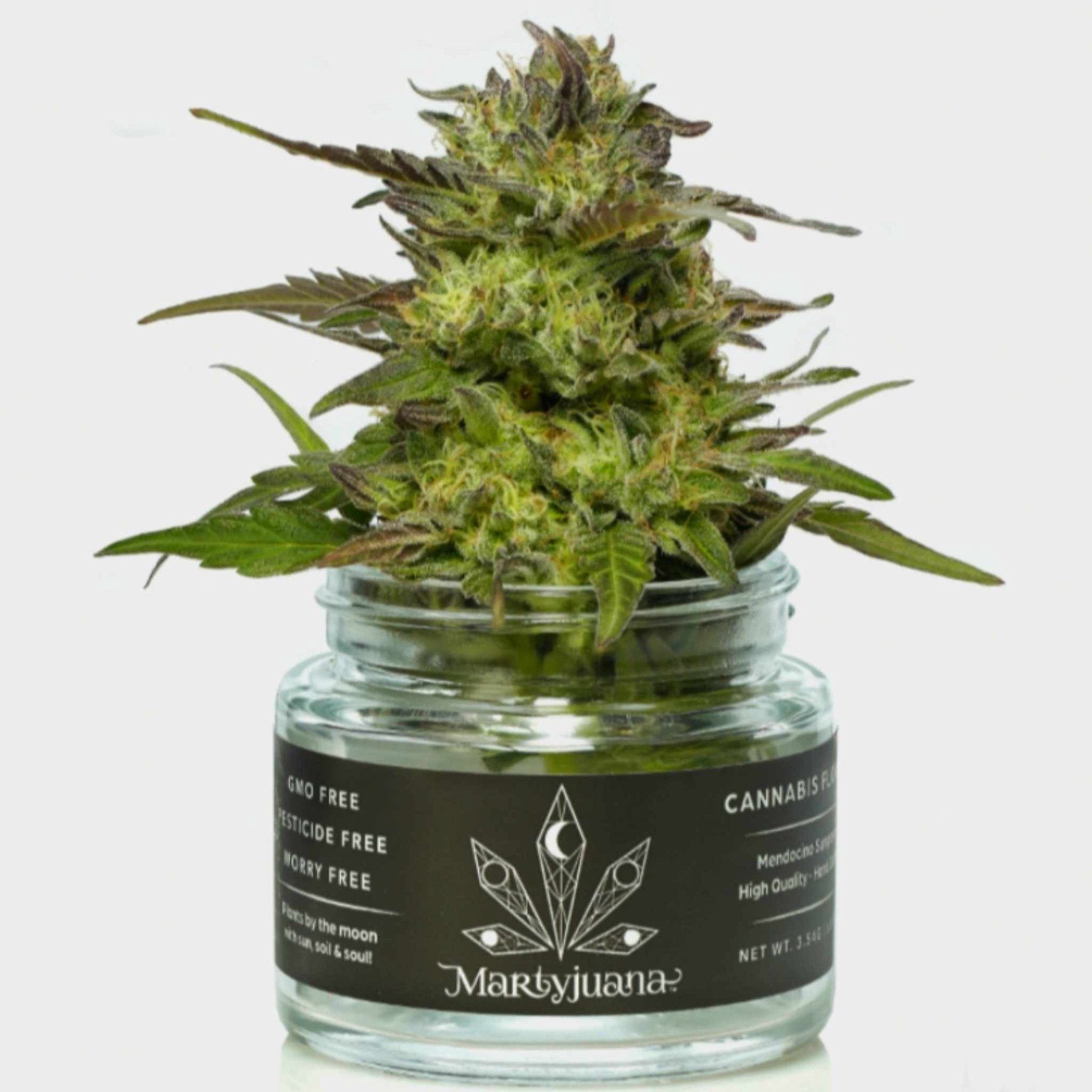 A flowering cannabis branch displayed above a Martyjuana jar