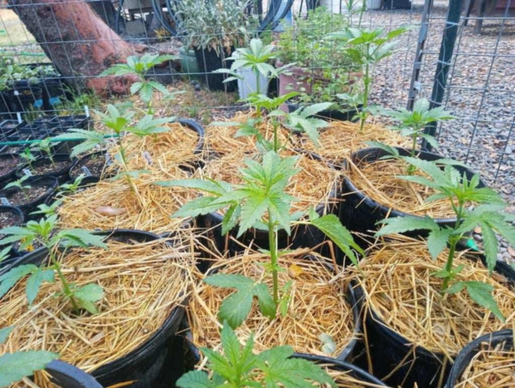 Cannabis plants growing in straw-covered garden beds