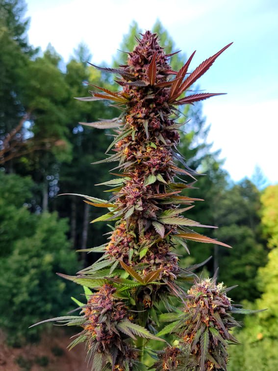 A tall reddish cannabis flower standing against a blue sky