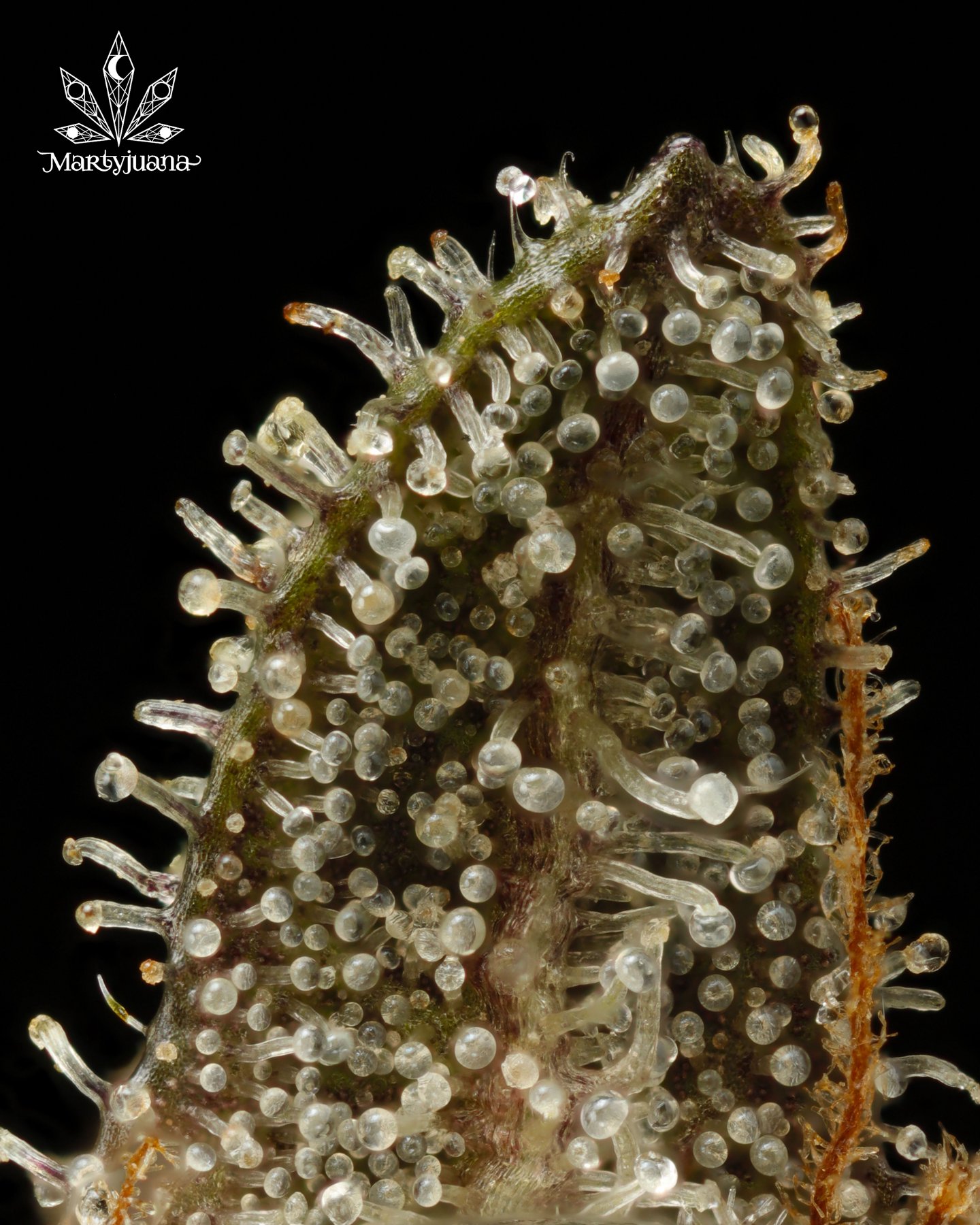 Macro photograph of trichomes and leaf edges against black