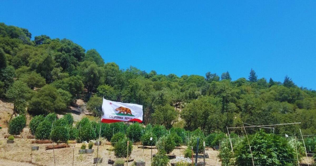 Outdoor cannabis garden on a sunny hillside beneath a clear blue sky