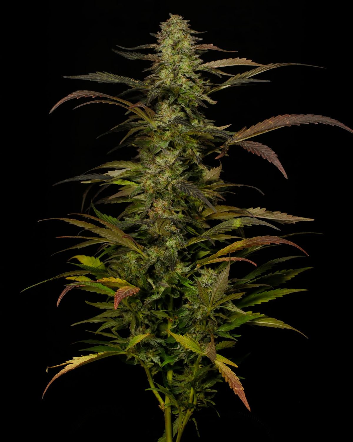A tall cannabis flower photographed against a black background