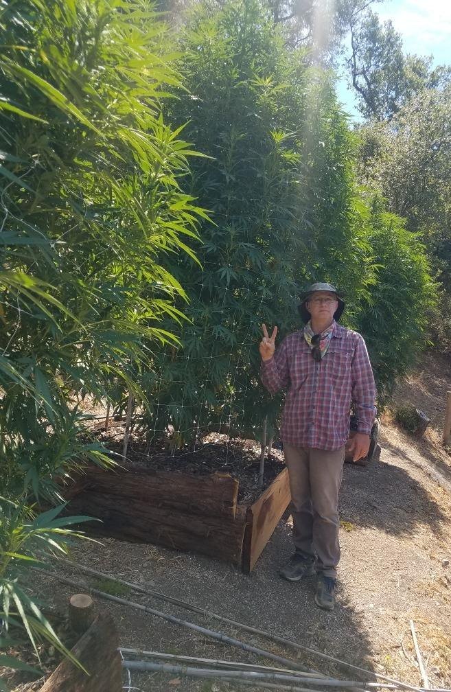 A person standing beside a wheelbarrow on a path between tall cannabis plants