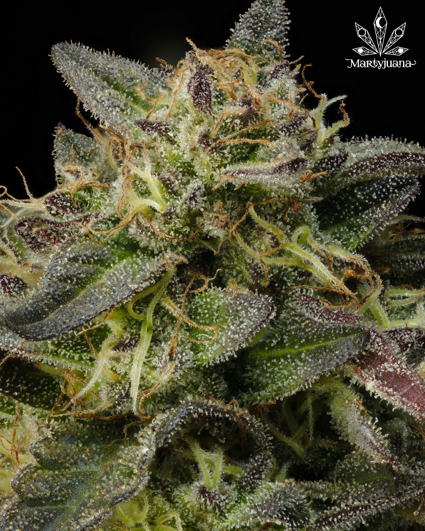 Detailed cannabis flower photograph against black with a small Martyjuana logo