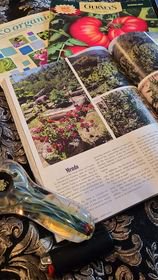 An open magazine showing photographs of a cannabis farm
