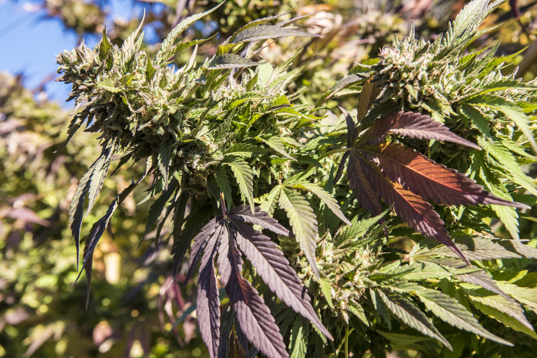 A close view of cannabis flowers and leaves in the garden