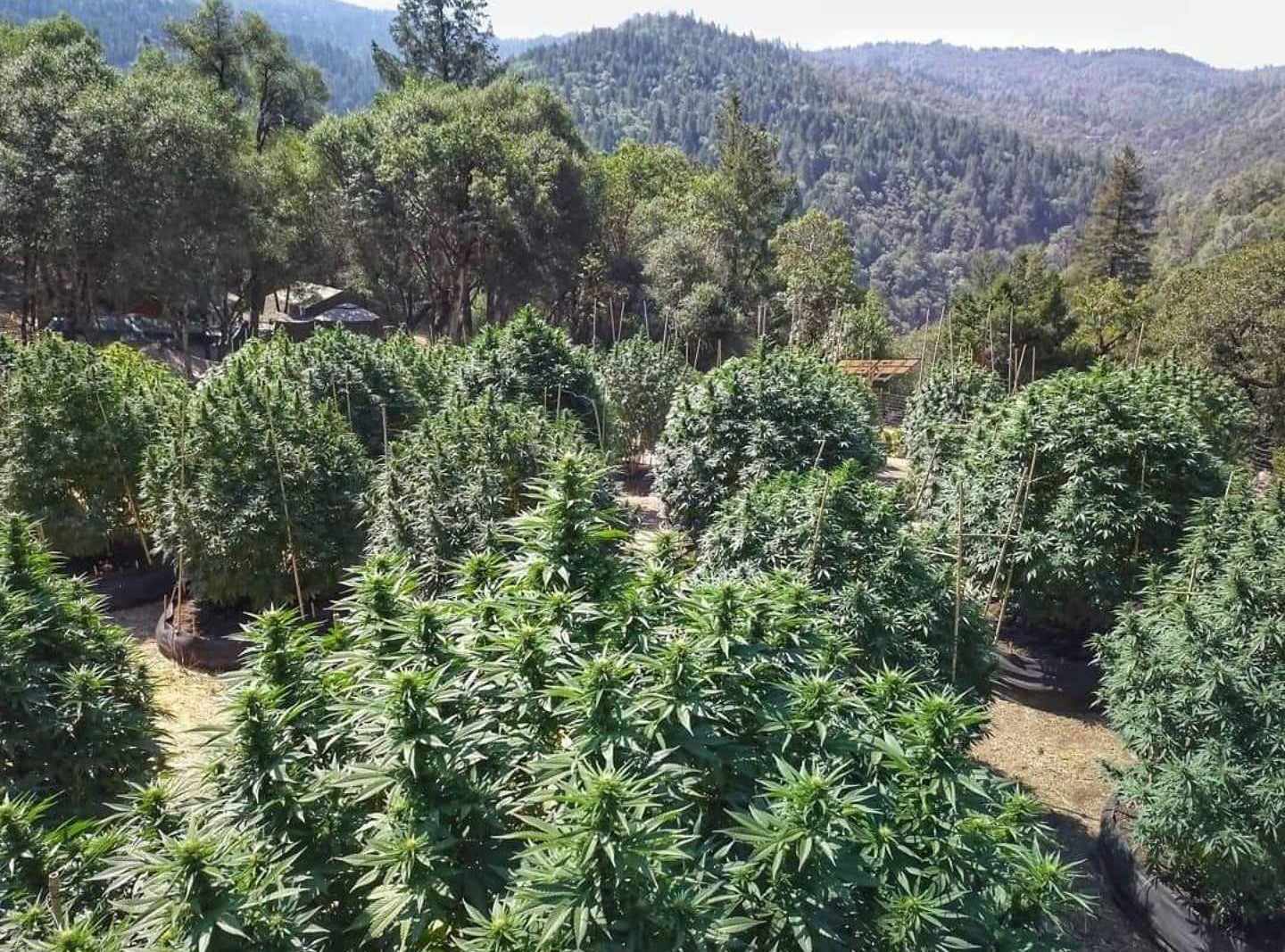 Cannabis plants growing on a forested mountain slope