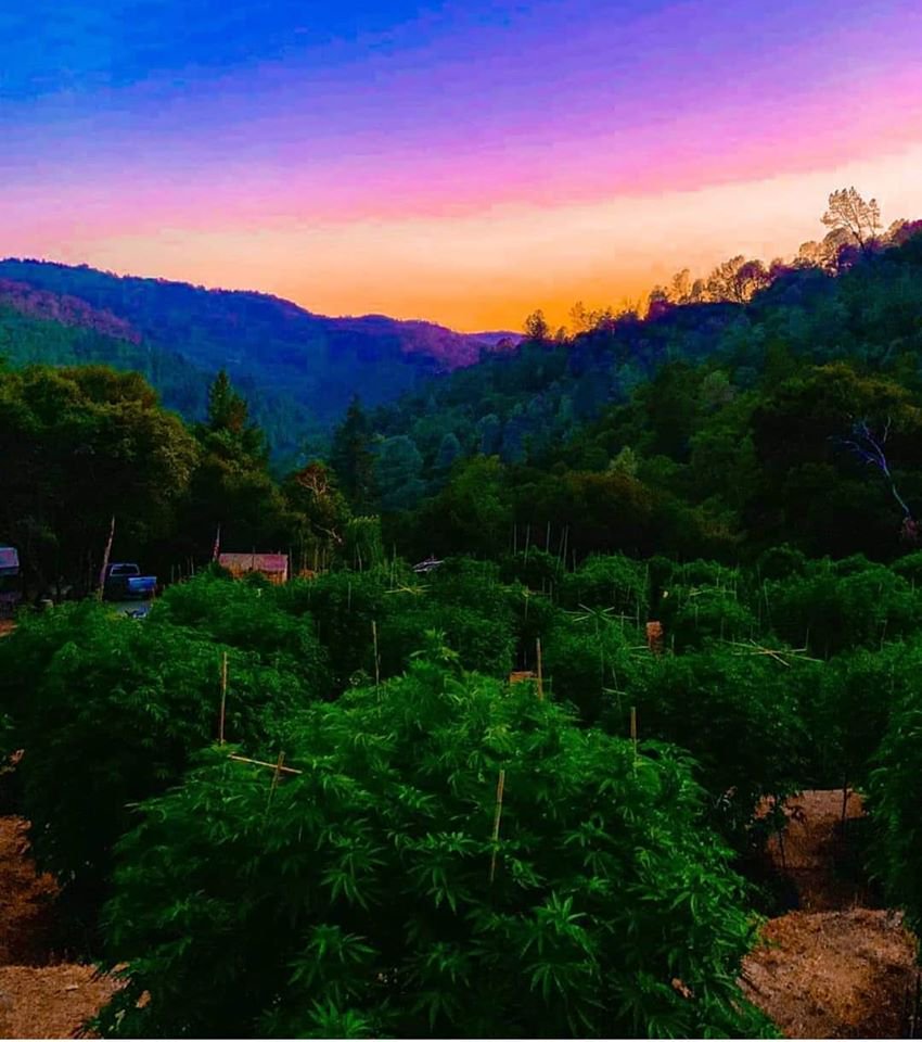 A bright orange and pink sunset above cannabis plants and forested hills