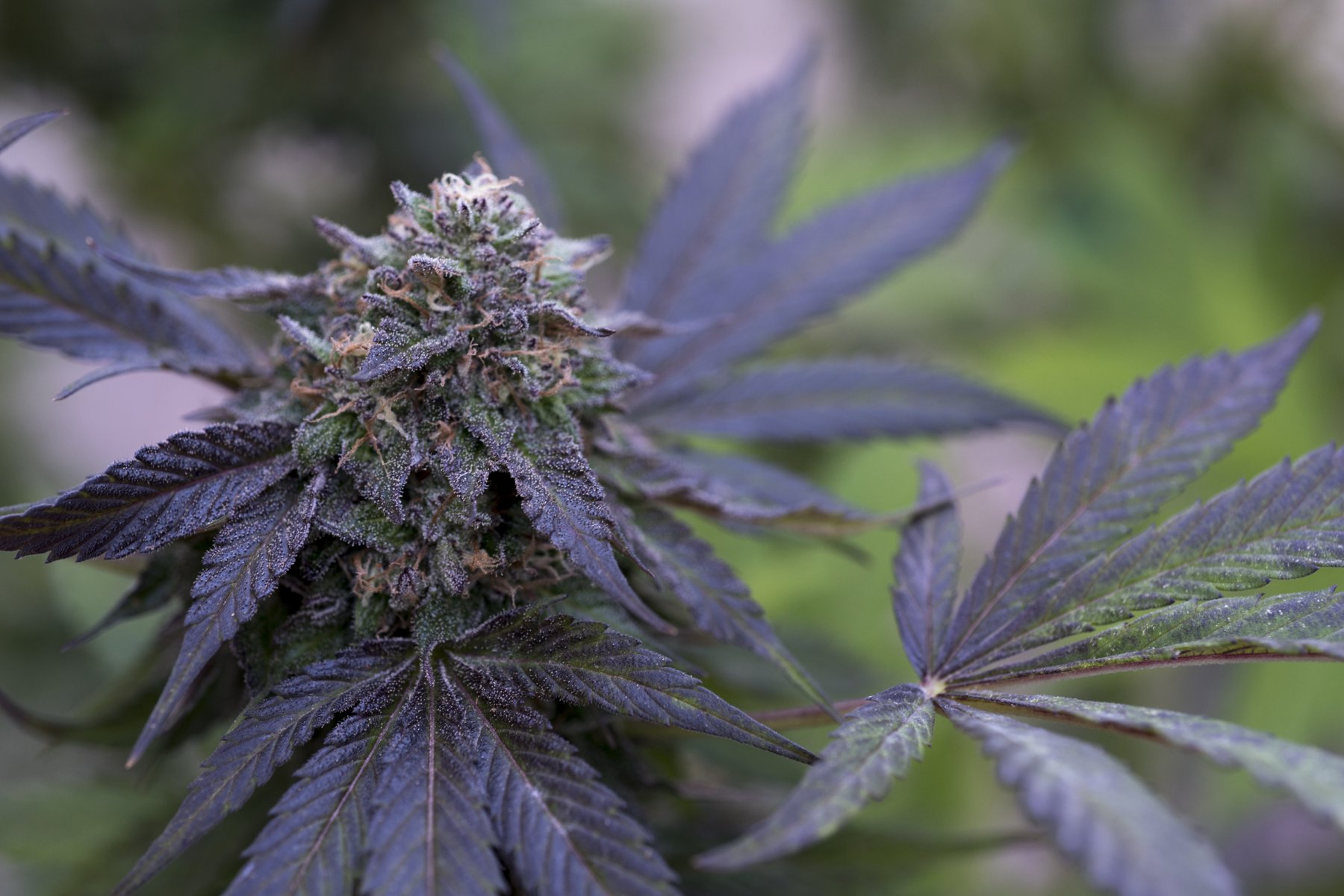 Purple cannabis leaves surrounding a flowering branch