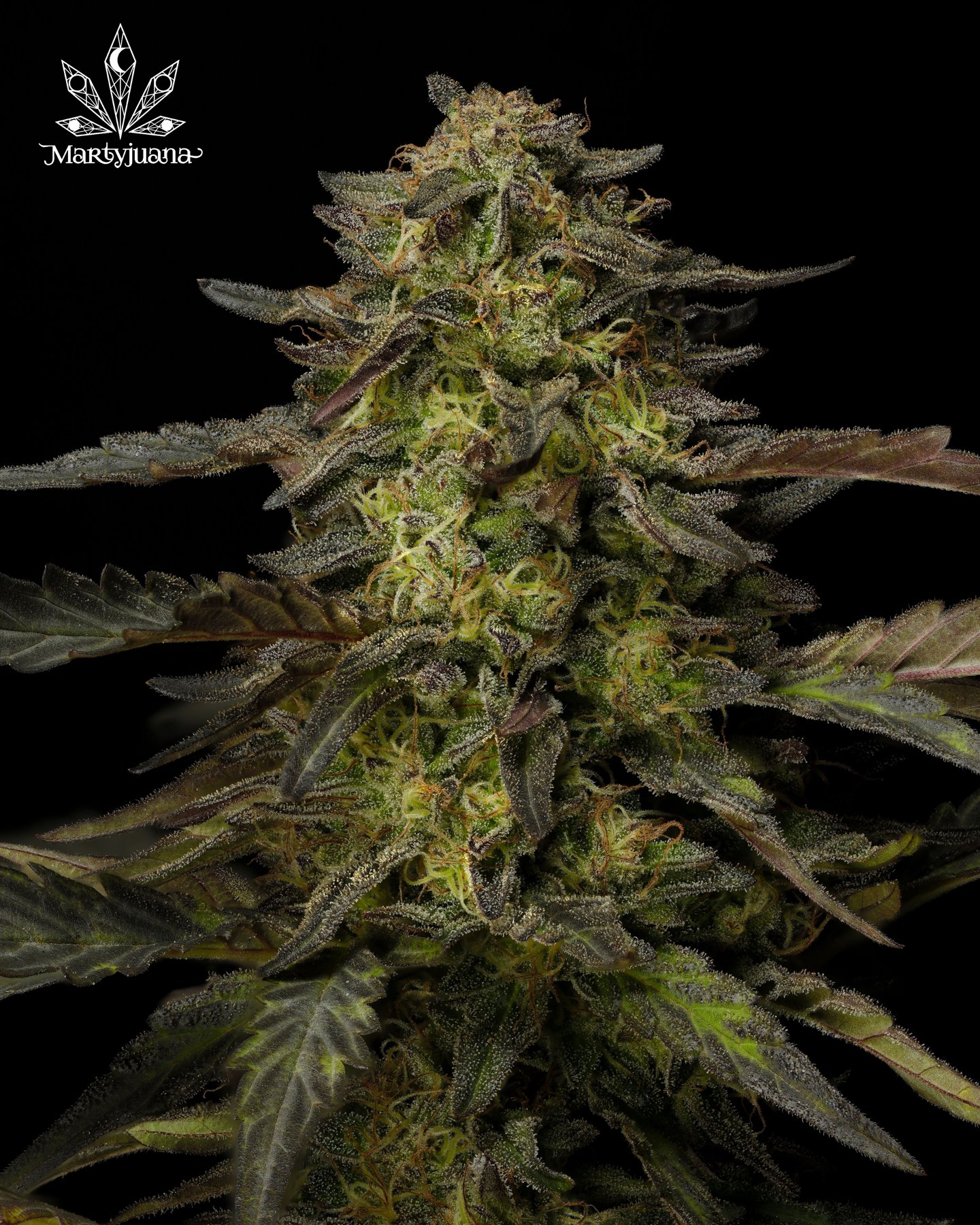 A cannabis flower photographed against black with a small Martyjuana logo
