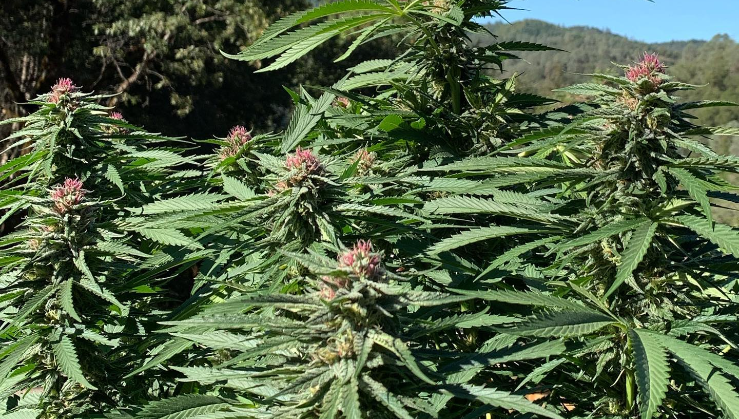 A flowering cannabis branch among dense green plants