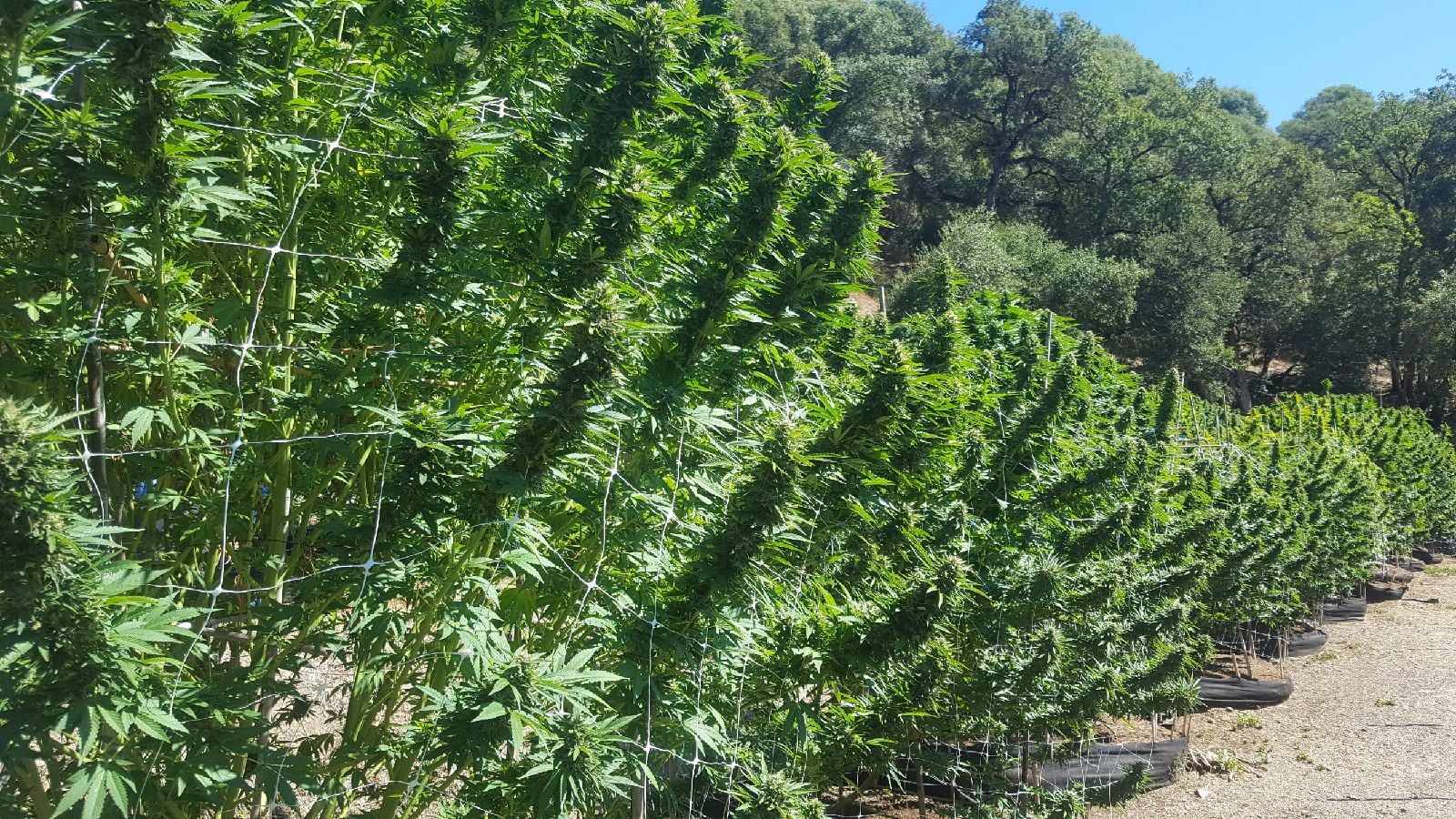 Rows of mature cannabis plants growing outdoors
