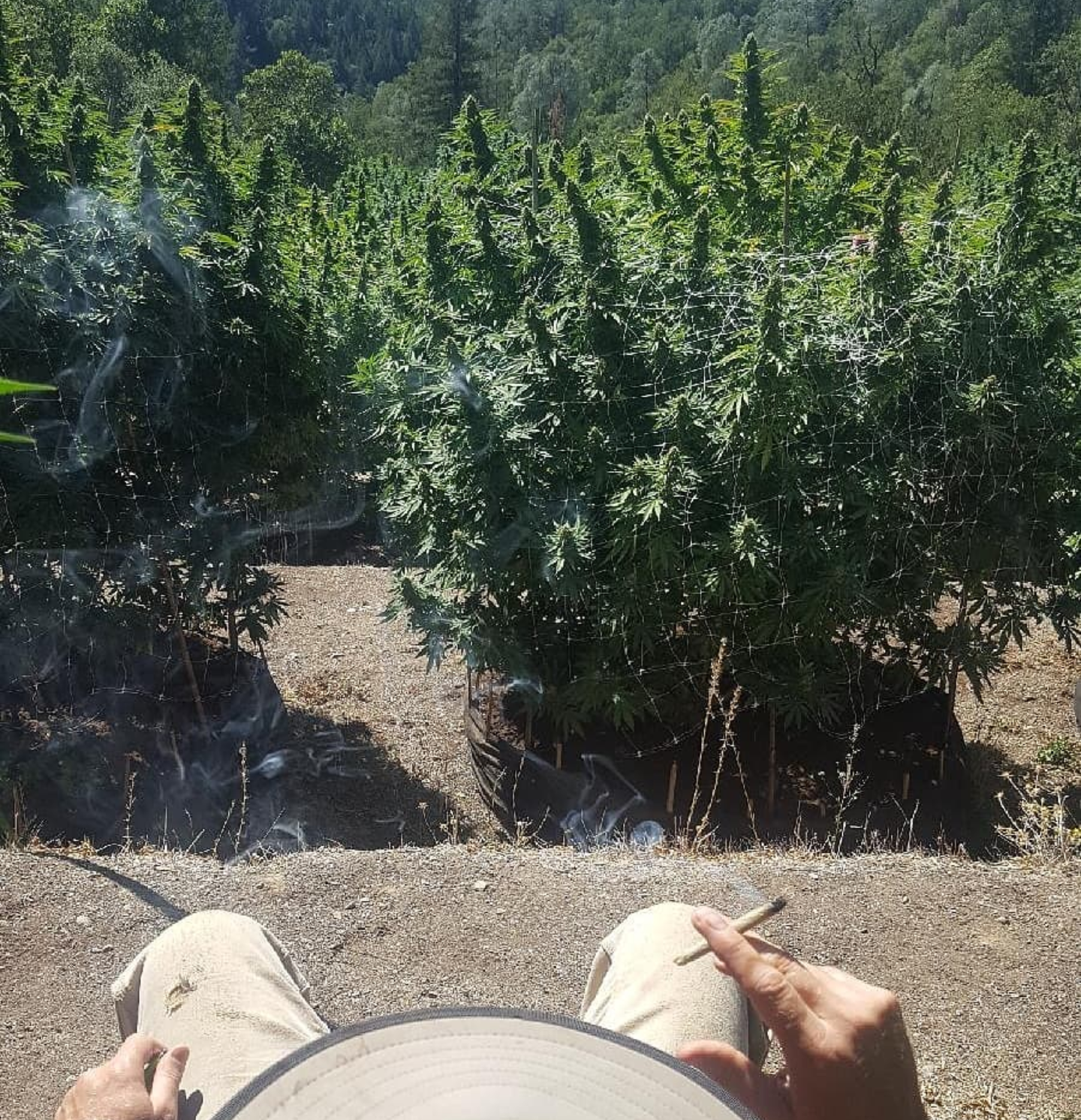 Outdoor cannabis plants and garden rows with a hat in the foreground