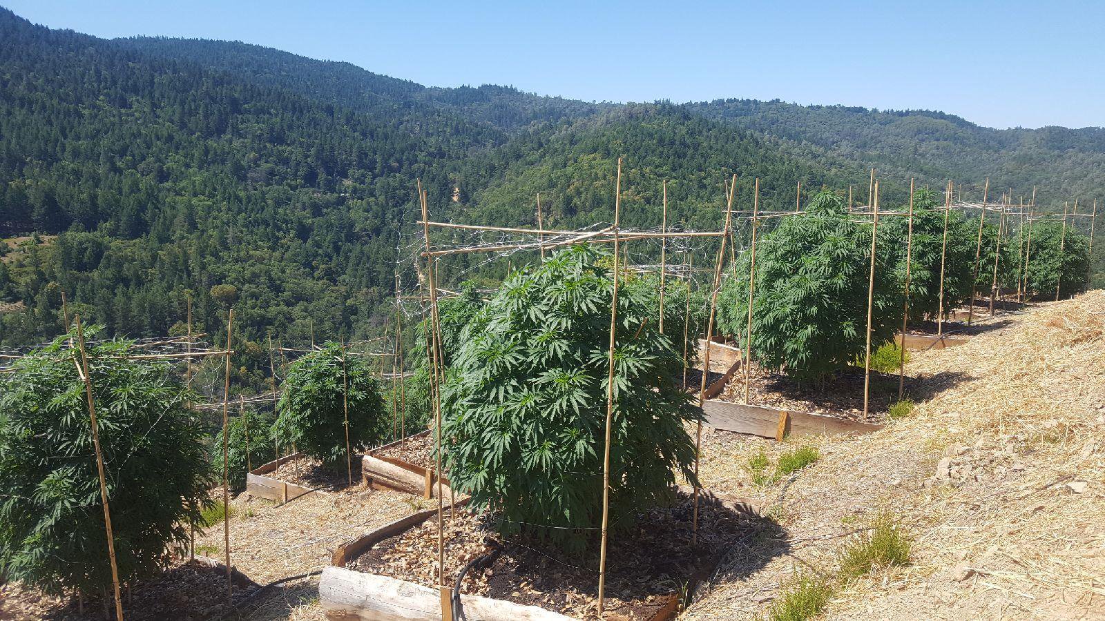 Rows of cannabis plants growing on a sunny mountainside surrounded by forest