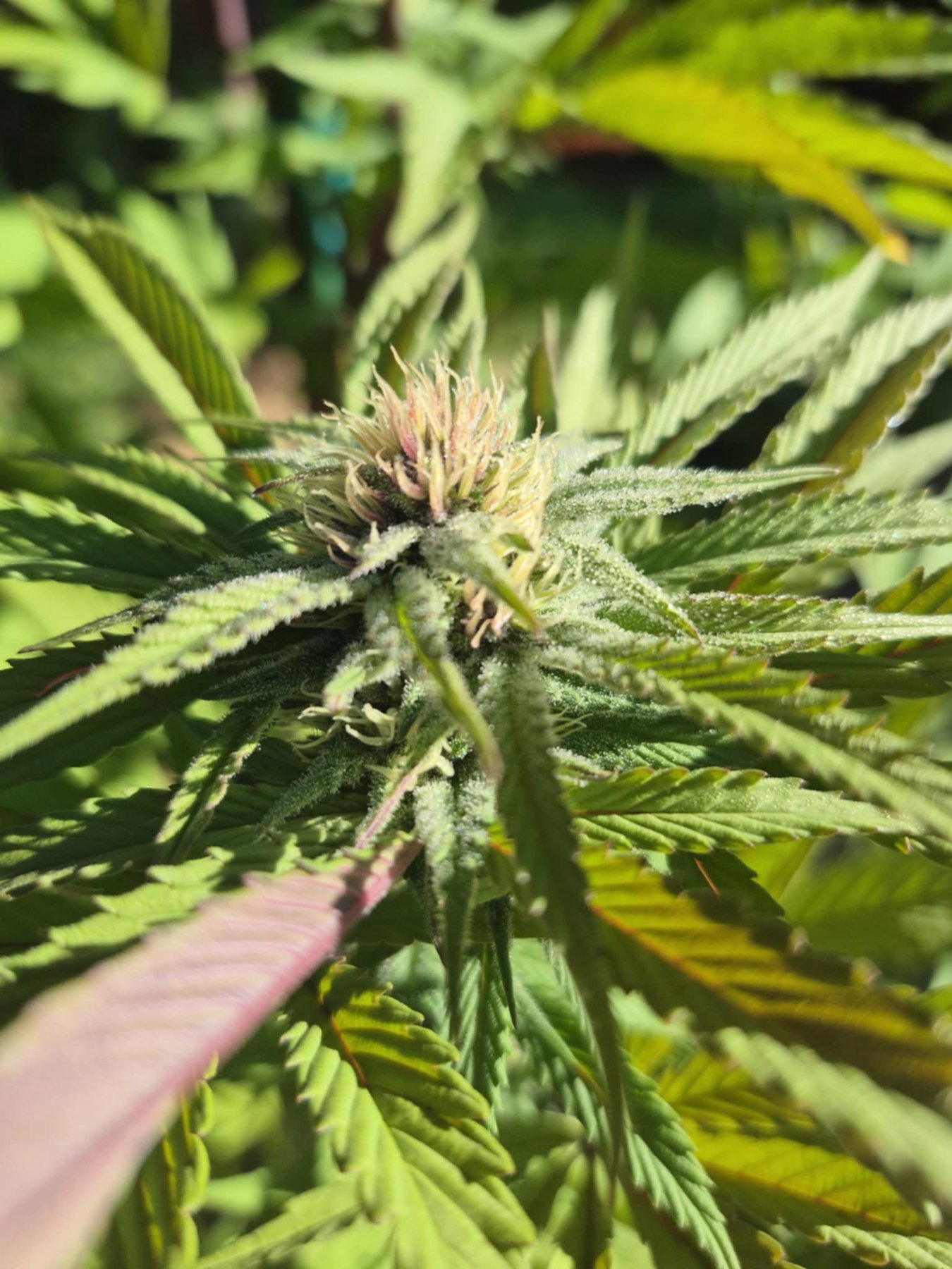 Sunlit green cannabis leaves and developing flowers