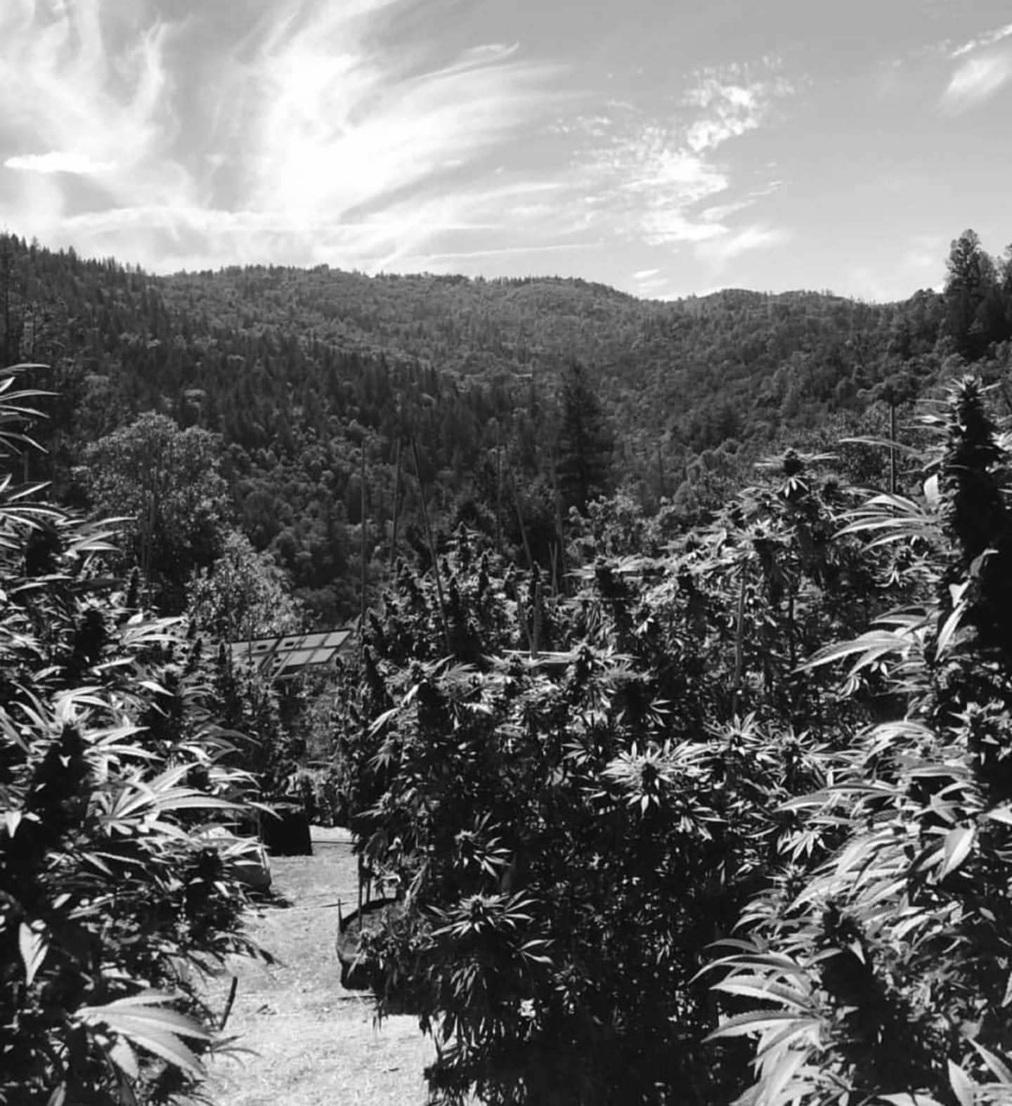Black-and-white view of cannabis plants growing on a hillside