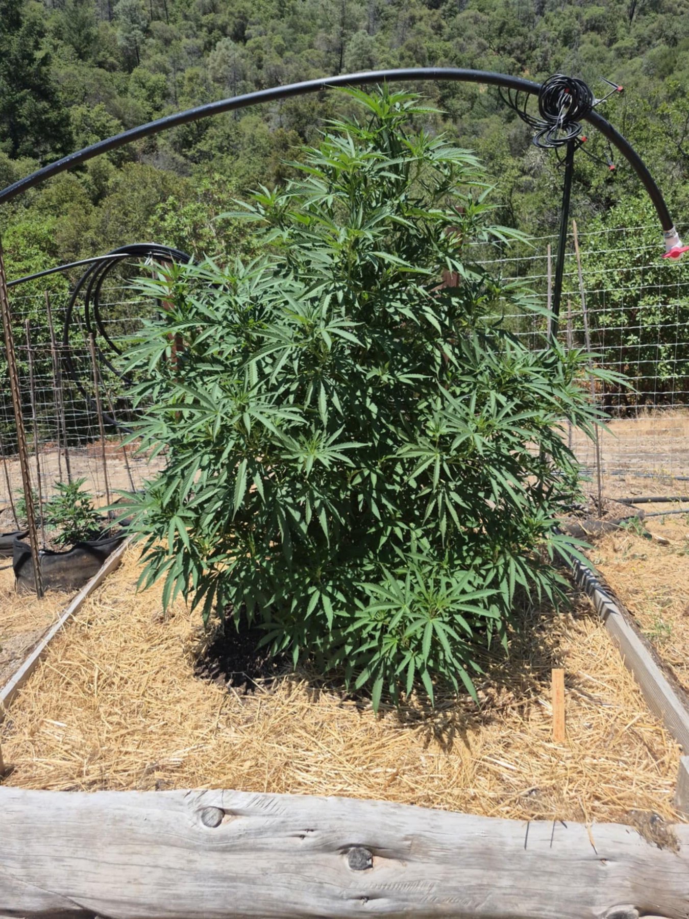 A cannabis plant growing in a wooden raised bed beneath a support frame