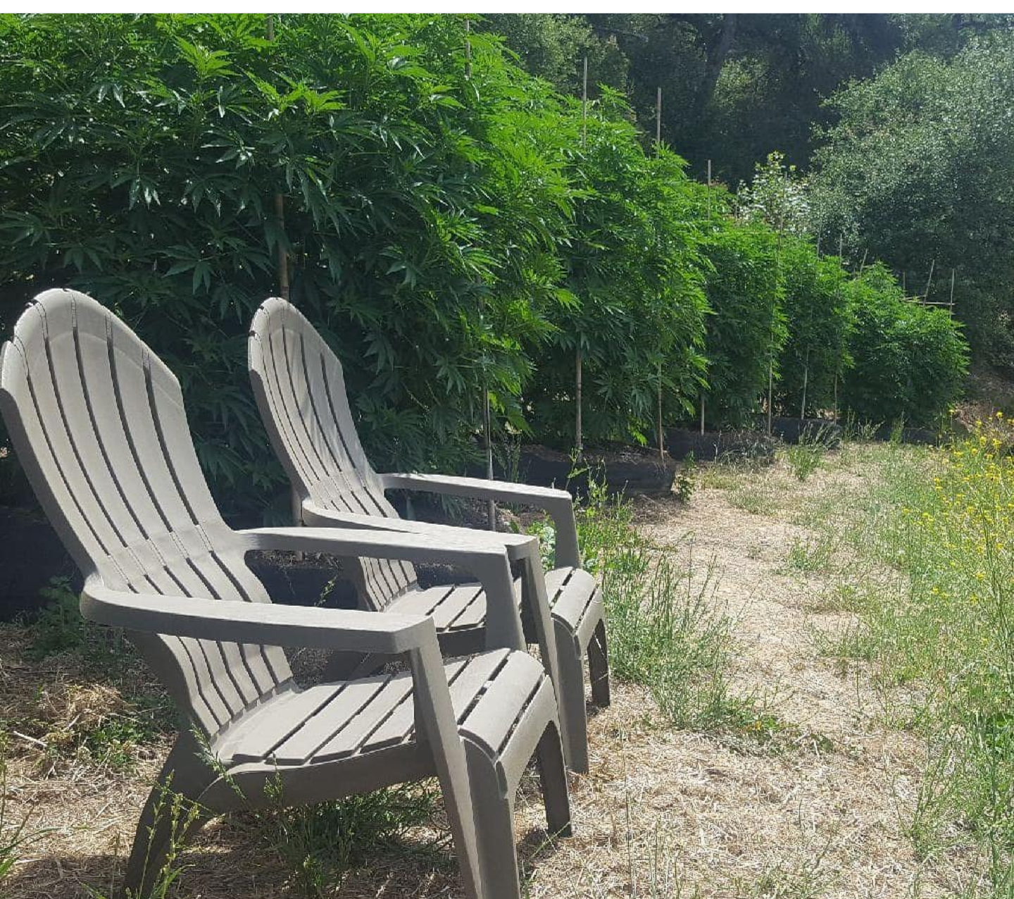 Two white chairs beside leafy green plants