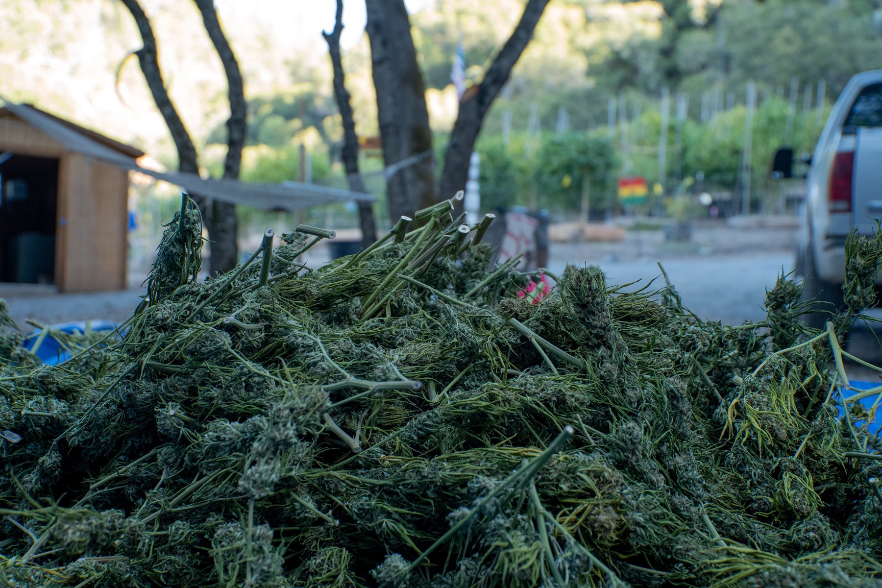 Freshly cut cannabis branches collected outdoors beside garden structures