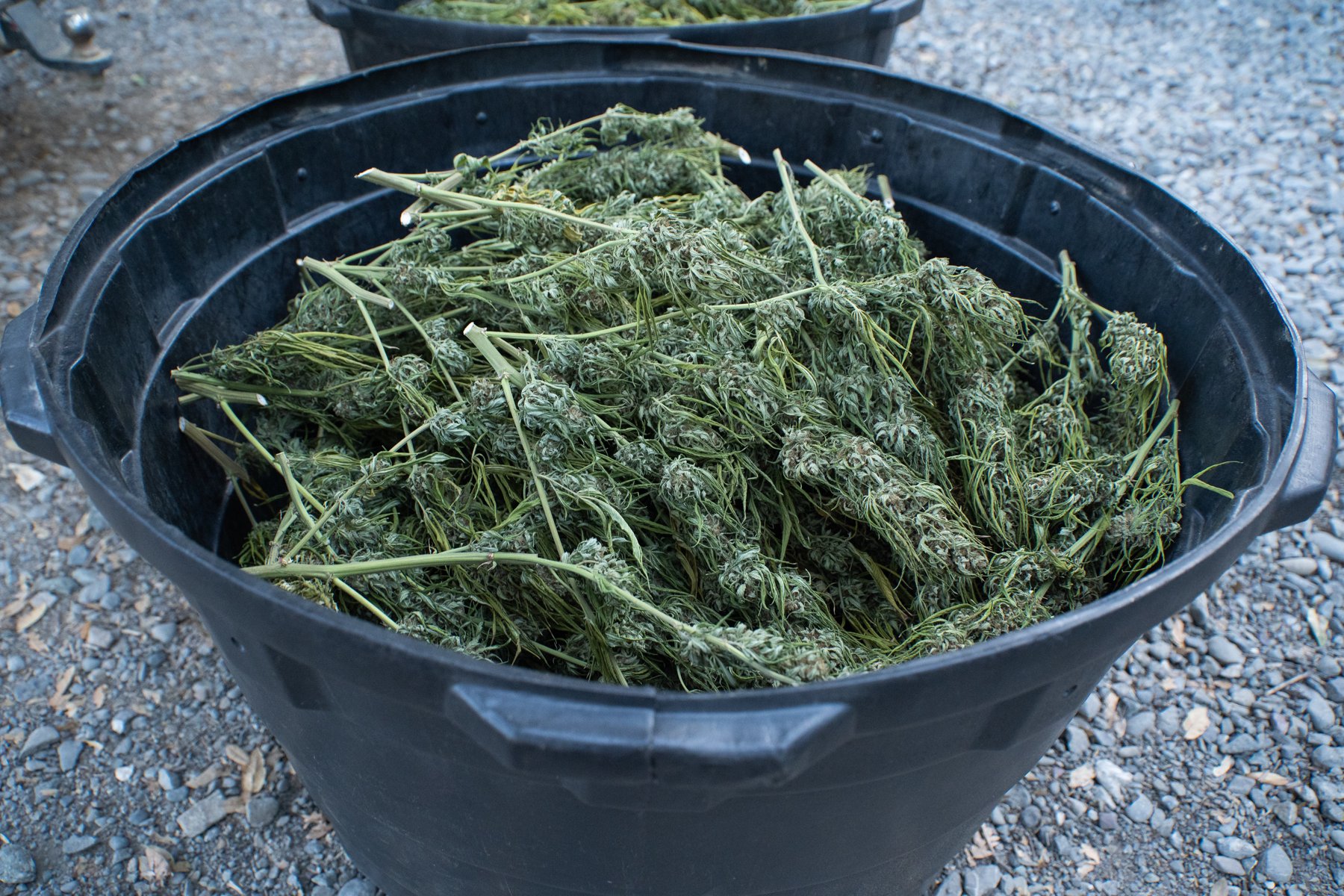 A large black basket filled with freshly cut cannabis branches