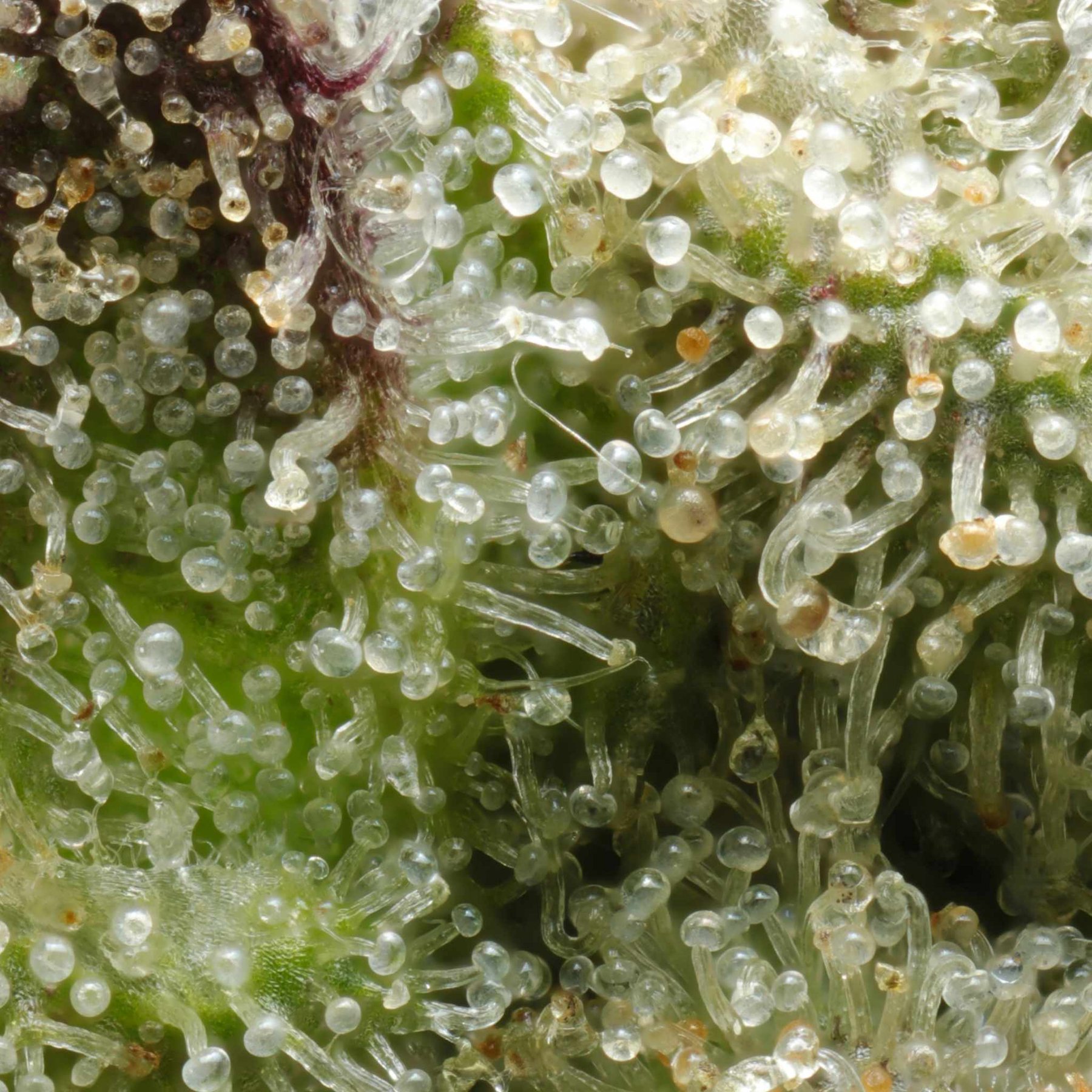 Macro photograph of translucent trichomes on a cannabis flower