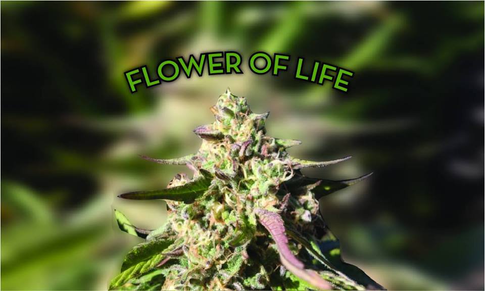 Flower of Life lettering above a cannabis flower