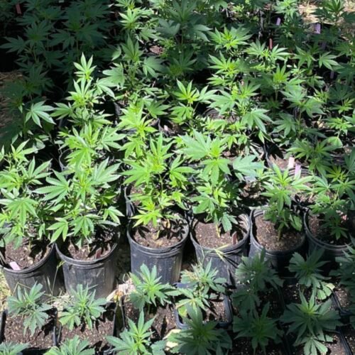 Young cannabis plants growing in individual nursery pots