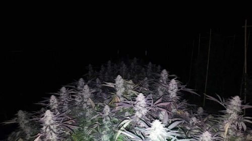 Cannabis plants illuminated against a dark night sky