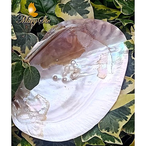 CONCHIGLIA MADREPERLA PER LO SMUDGING